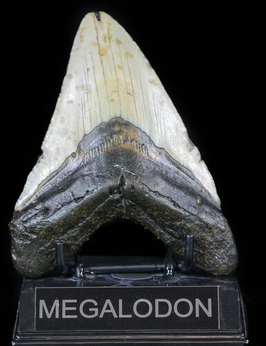 Bargain, Megalodon Tooth - North Carolina #59032